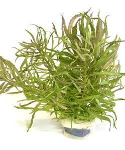 Pogostemon stellatus