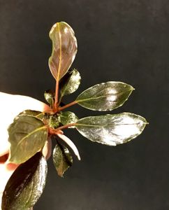 Bucephalandra Skeleton King