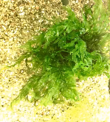 Bolbitis heudelotii