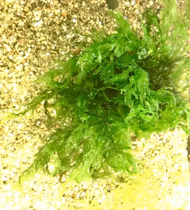 Bolbitis heudelotii