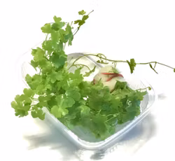 Hydrocortyle tripartata