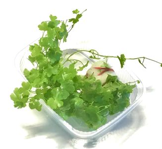 Hydrocortyle tripartata