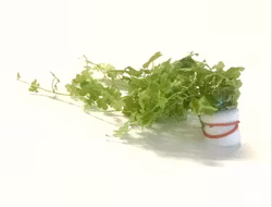 Hydrocortyle tripartata