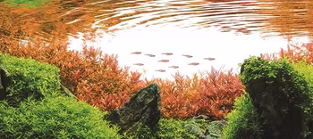 Rotala Vietnam H´ra