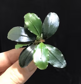Bucephalandra Lamandau Classic