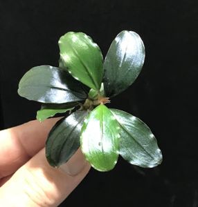Bucephalandra Lamandau Classic
