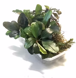 Bucephalandra Lamandau Classic