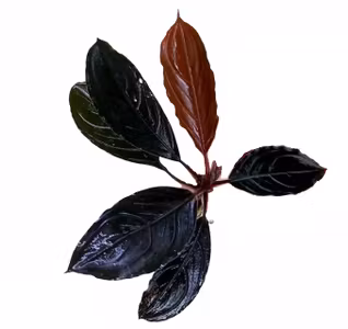 Bucephalandra Skeleton King