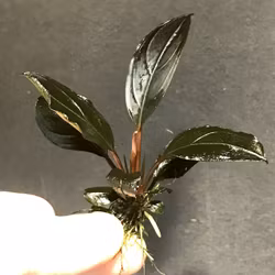 Bucephalandra Skeleton King