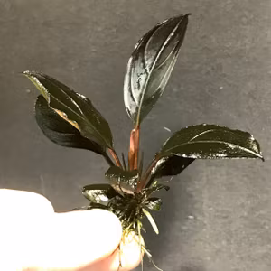 Bucephalandra Skeleton King