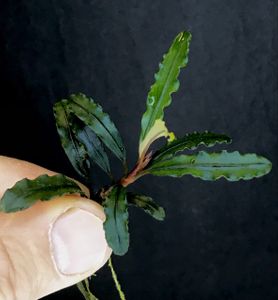 Bucephalandra Biblis