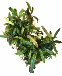 Bucephalandra Biblis