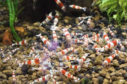 Crystal Red. Caridina multidentata