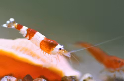 Crystal Red, S+. Caridina multidentata