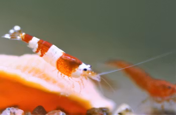 Crystal Red, S+. Caridina multidentata