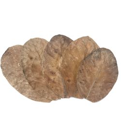 Jackfruit löv