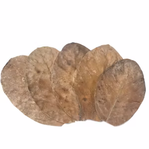 Jackfruit löv