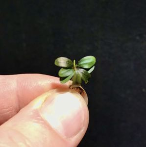 Bucephalandra Mini Arrow Head
