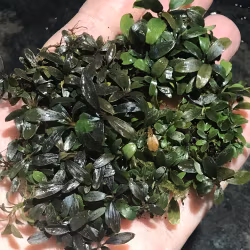 Bucephalandra Mini Arrow Head