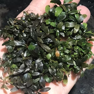 Bucephalandra Mini Arrow Head