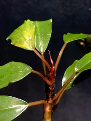 Bucephalandra Red Theia
