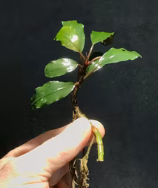 Bucephalandra Red Theia