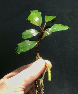 Bucephalandra Red Theia