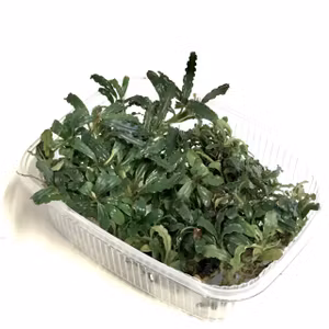 Bucephalandra Silver aurora