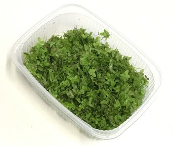 Lemna minor