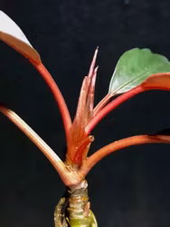 Bucephalandra Pink Lady