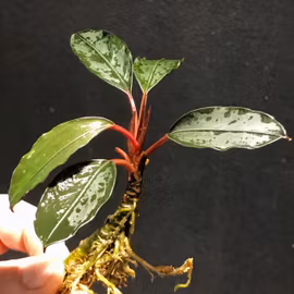 Bucephalandra Pink Lady
