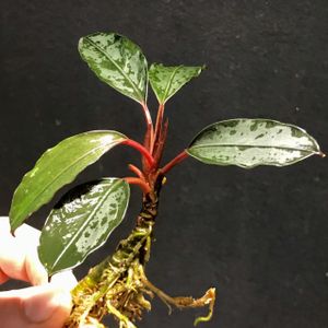 Bucephalandra Pink Lady