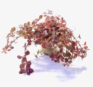 Ludwigia palustris Super Red