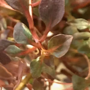 Ludwigia palustris Super Red