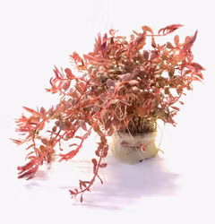 Rotala Vietnam H´ra
