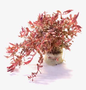 Rotala Vietnam H´ra