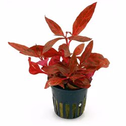 Alternanthera reineckii 'Rosanervig'