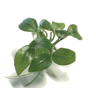 Anubias barteri 'Petite'