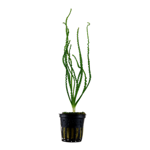 Crinum calamistratum