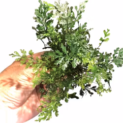 Bolbitis heteroclita "difformis"