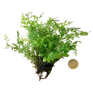 Bolbitis heteroclita "difformis"