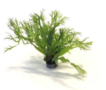 Microsorum pteropus 'Windeløv'