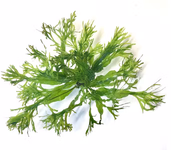 Microsorum pteropus 'Windeløv'