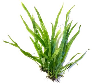Microsorum pteropus ´mini narrow´