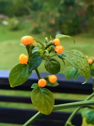 Aji Charapita, (Capsicum Chinense)