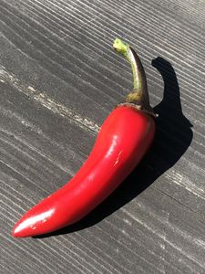 Vampire chilli, (Capsicum annuum) 5 frön