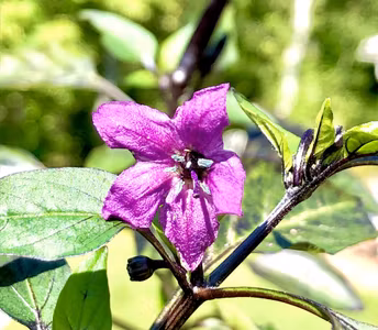 Vampire chilli, (Capsicum annuum)
