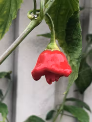 Jamaican bell, (Capsicum baccatum)