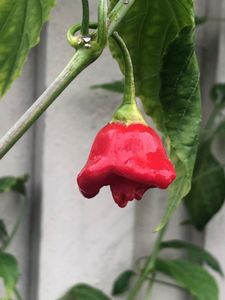 Jamaican bell, (Capsicum baccatum)