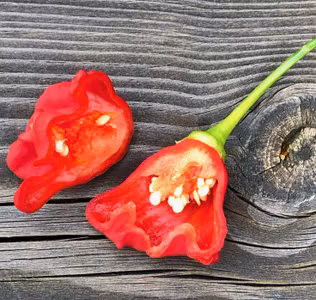 Jamaican bell, (Capsicum baccatum)